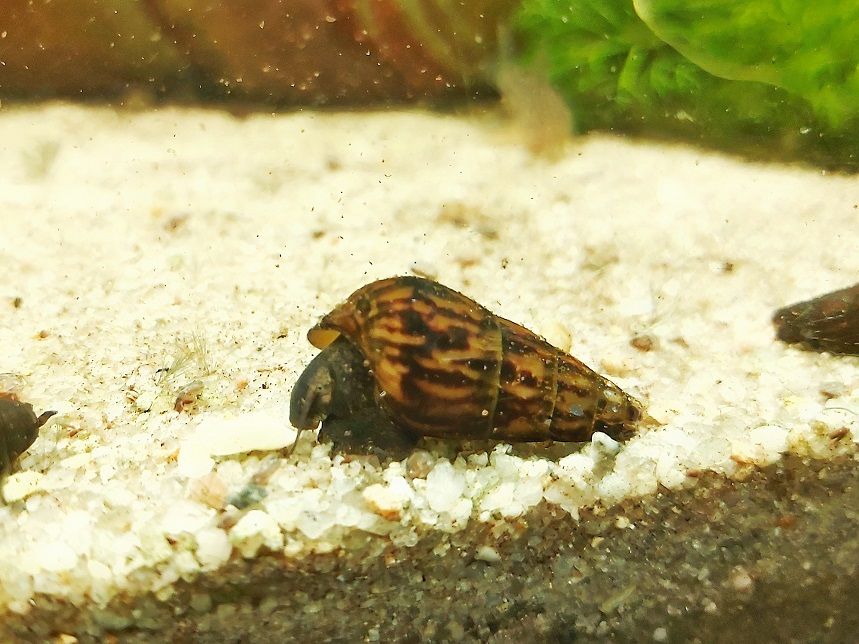 Black Panther Schnecke -lat. Sulcospira testudinaria