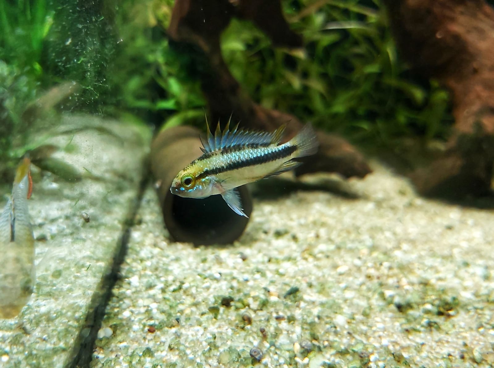 Dreistreifen Zwergbuntbarsch - lat. Apistogramma trifasciata