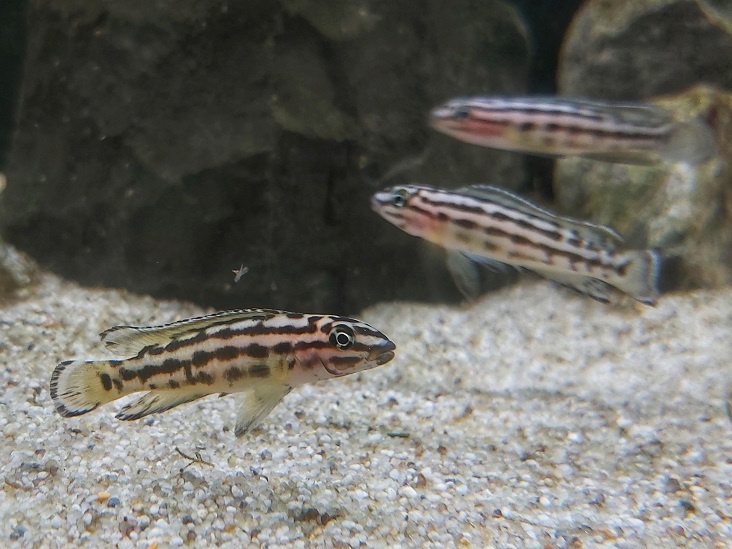 Vierstreifen Schlankcichlide - lat. Julidochromis regani