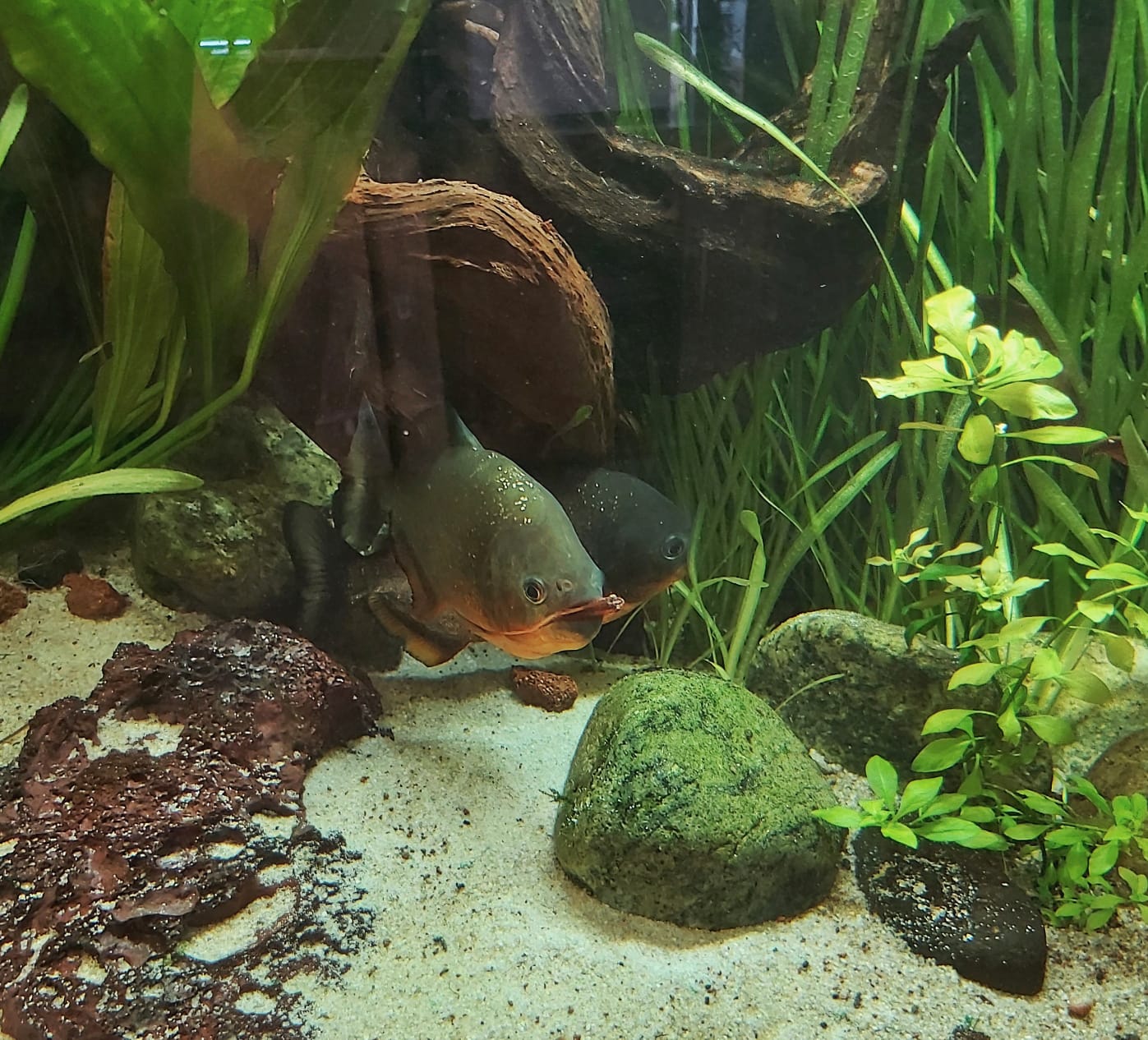 roter Piranha - lat. Pygocentrus nattereri