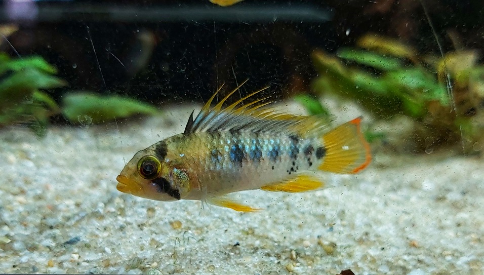 Inka Zwergbuntbarsch - lat. Apistogramma baenschi Inka Zwergbuntbarsch - lat. Apistogramma baenschi