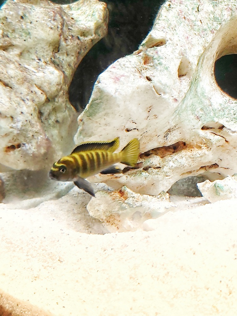 Zebra Maulbrüter - lat. Chindongo flavus 