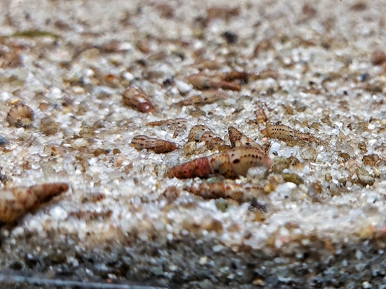 malaisische Turmdeckelschnecke - lat. Melanoides tuberculata