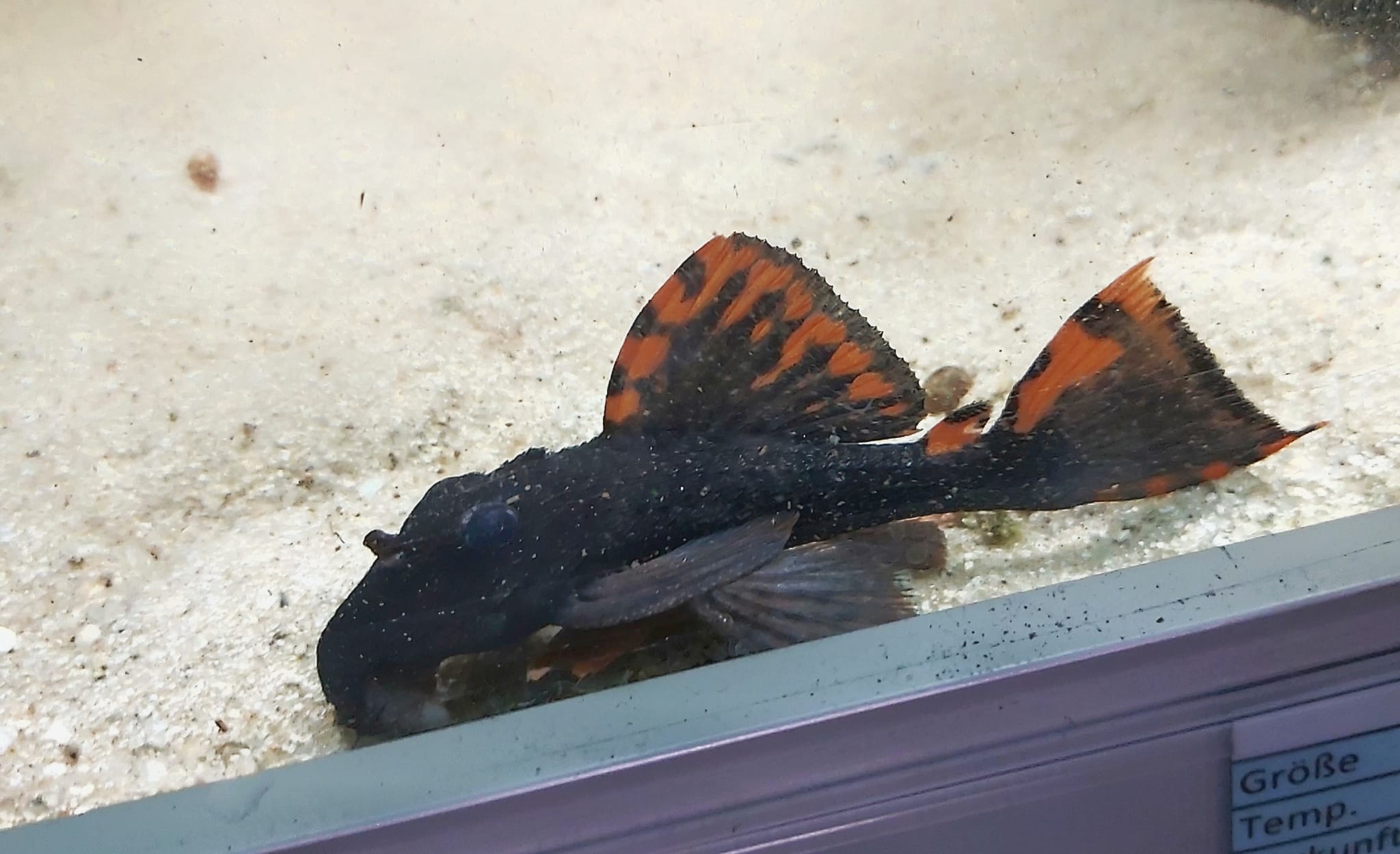 L91 - Orangesaum-Rüsselzahnwels - lat. Leporacanthicus triactis