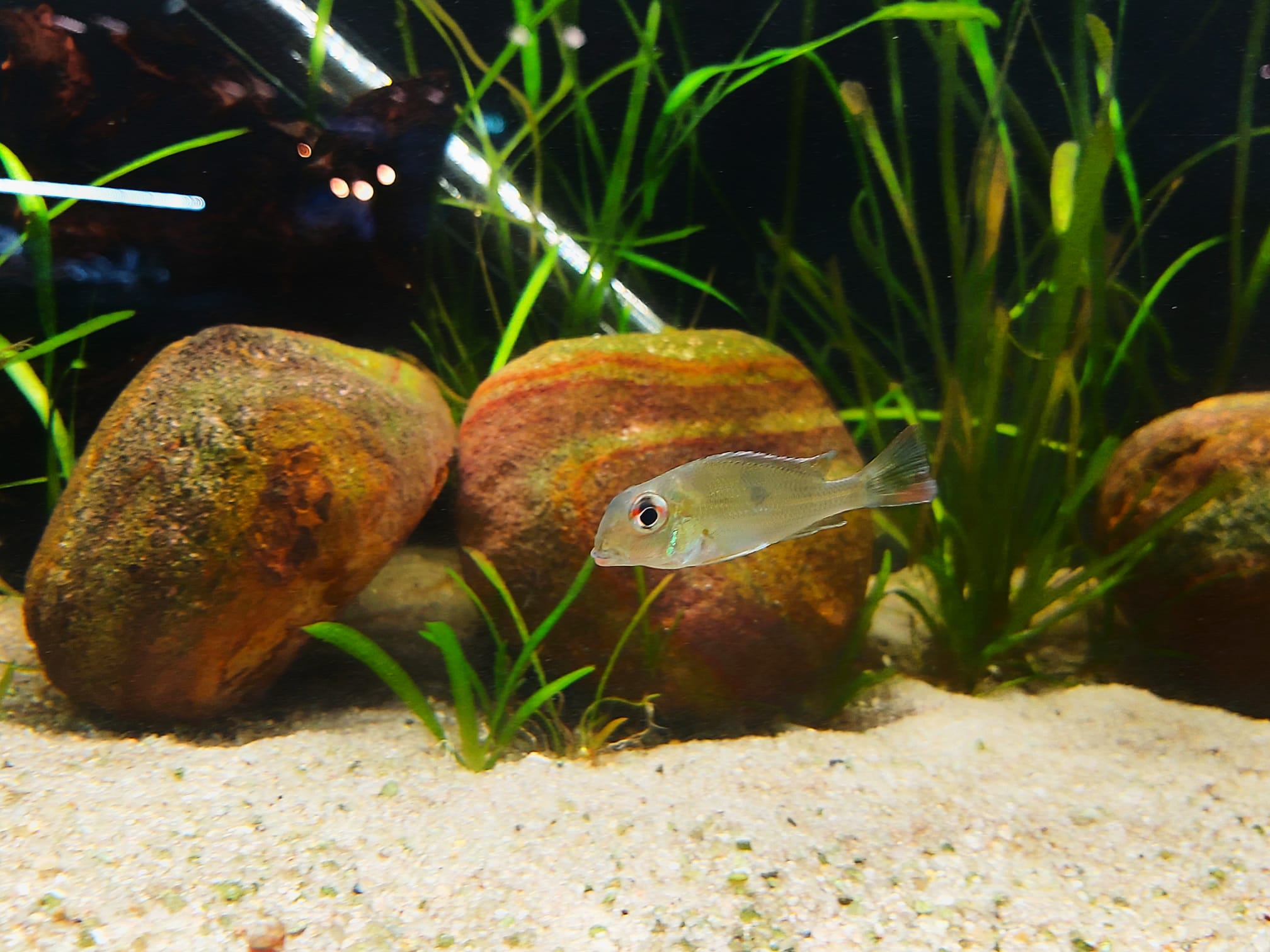 Hochstirn Erdfresser - lat Geophagus altifrons