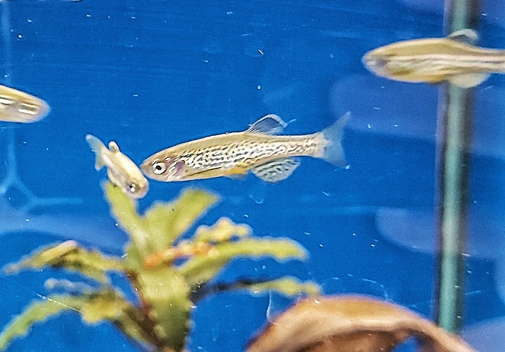 Leopardbärbling - lat. Danio frankei