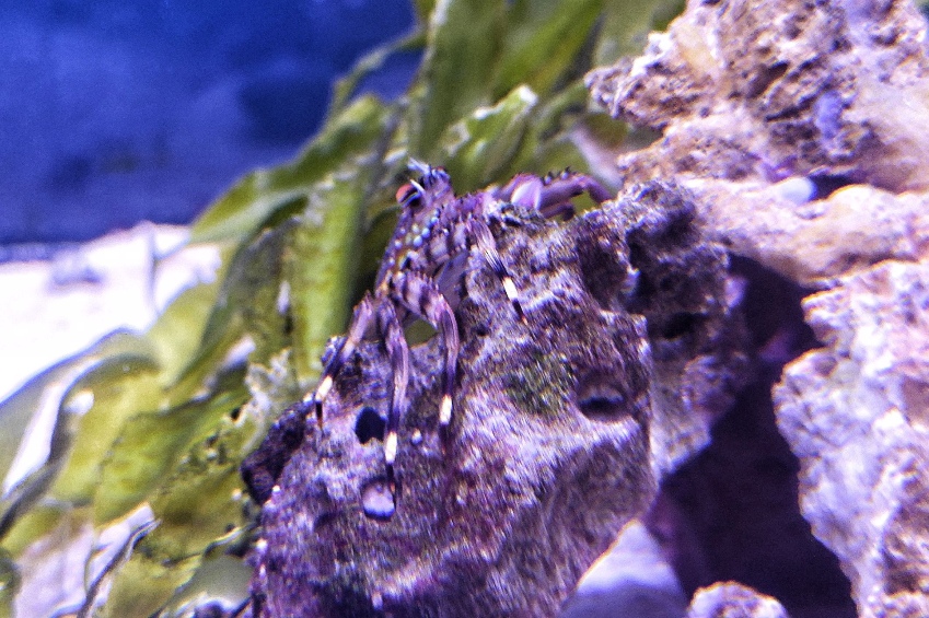 Rotaugen Felsengkrabbe - lat. Percnon guinotae