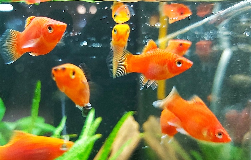 Platy - lat. Xiphophorus maculatus
