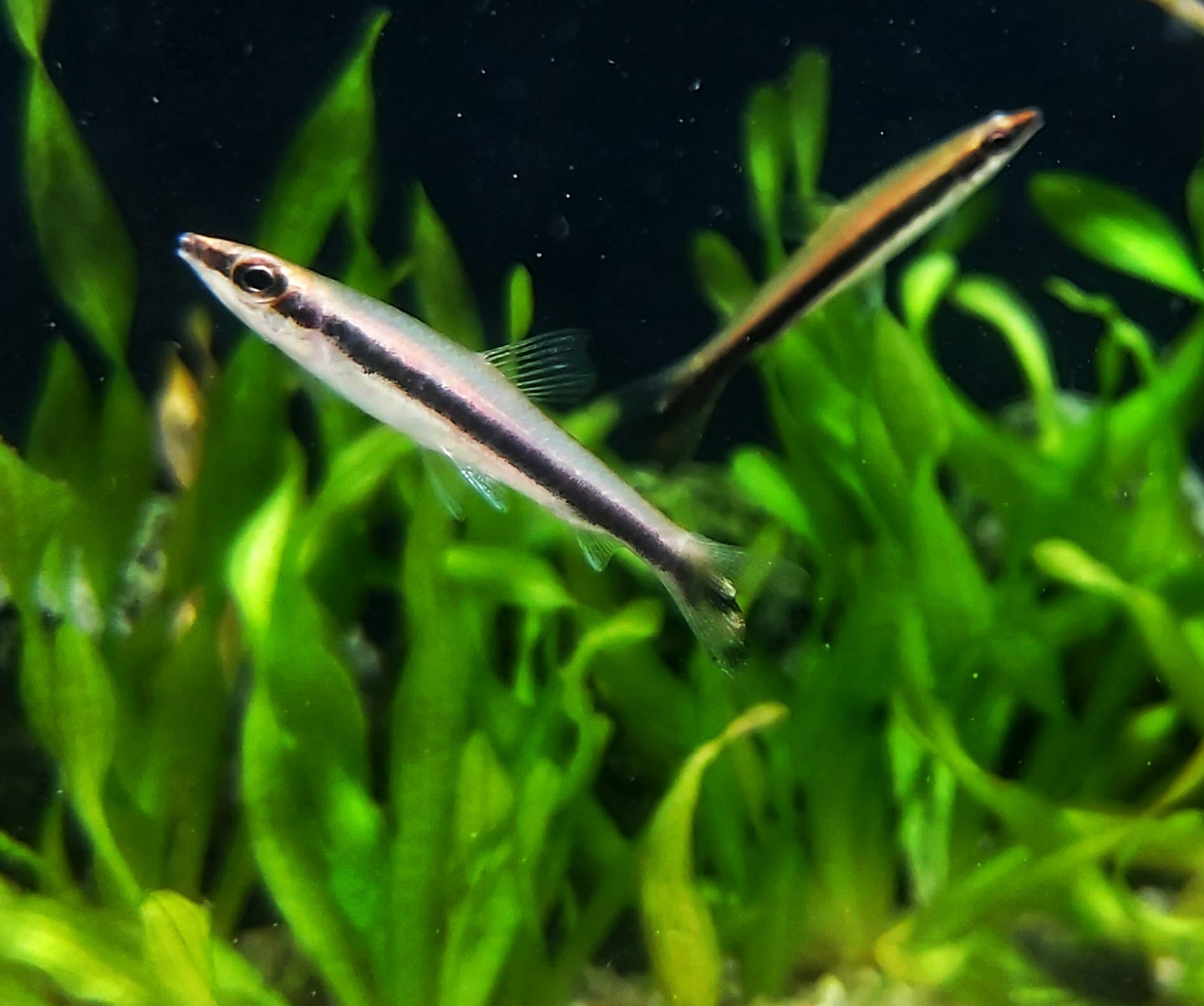 Einbinden Ziersalmler - lat. Nannostomus unifasciatus