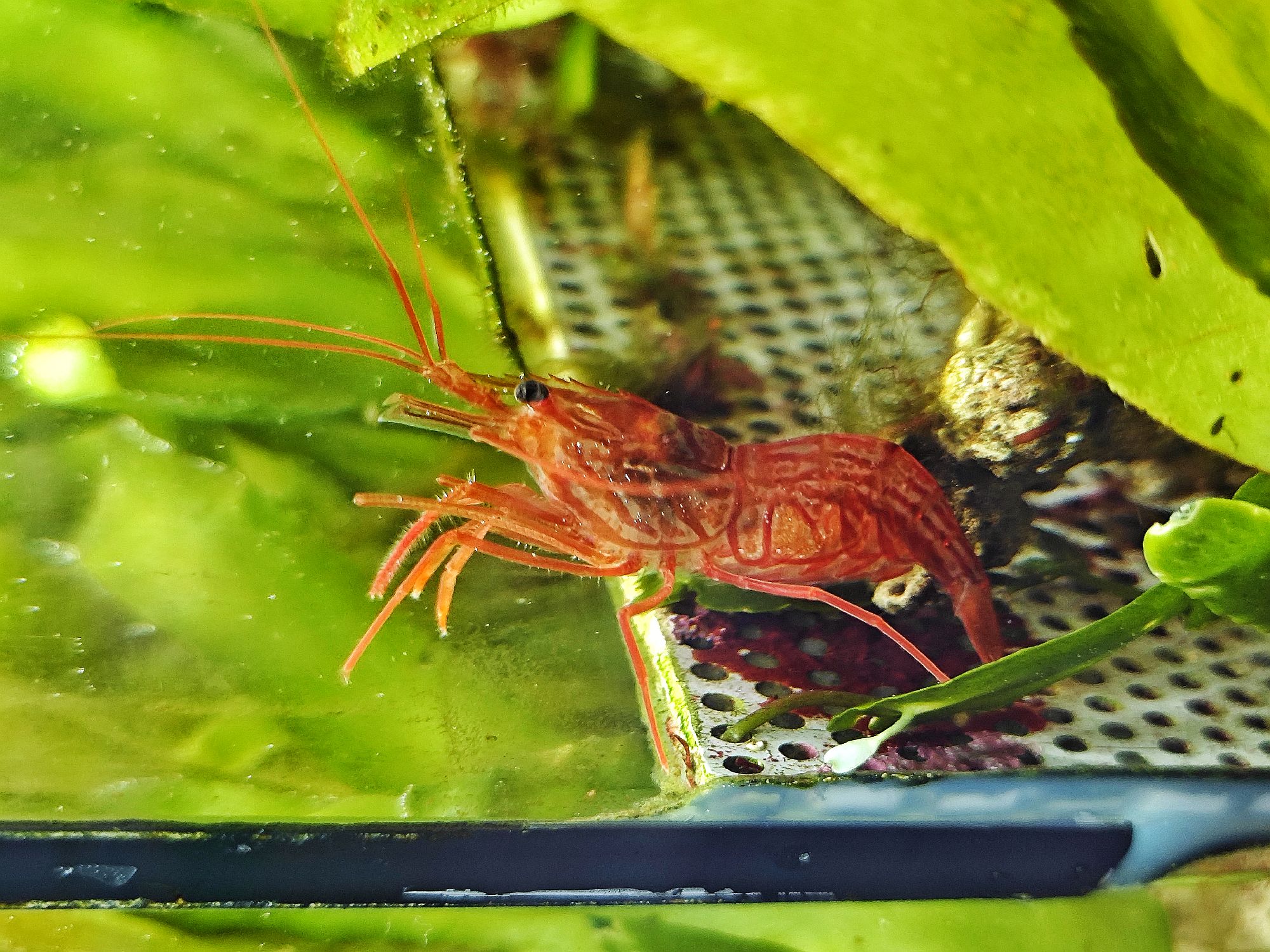 Wurdemanns Garnele - lat. Lysmata wurdemanni