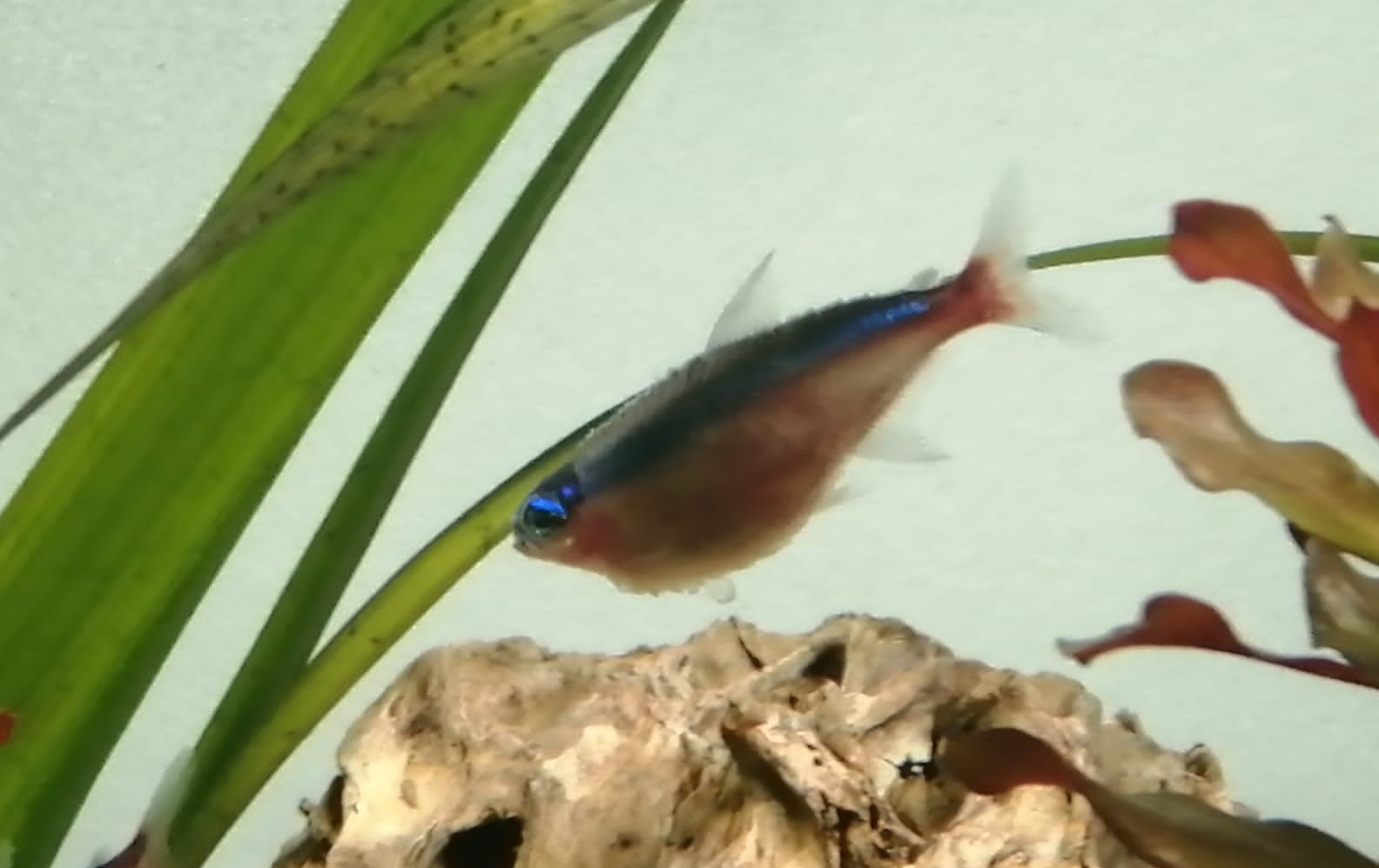 Bauchwassersucht bei Zierfischen