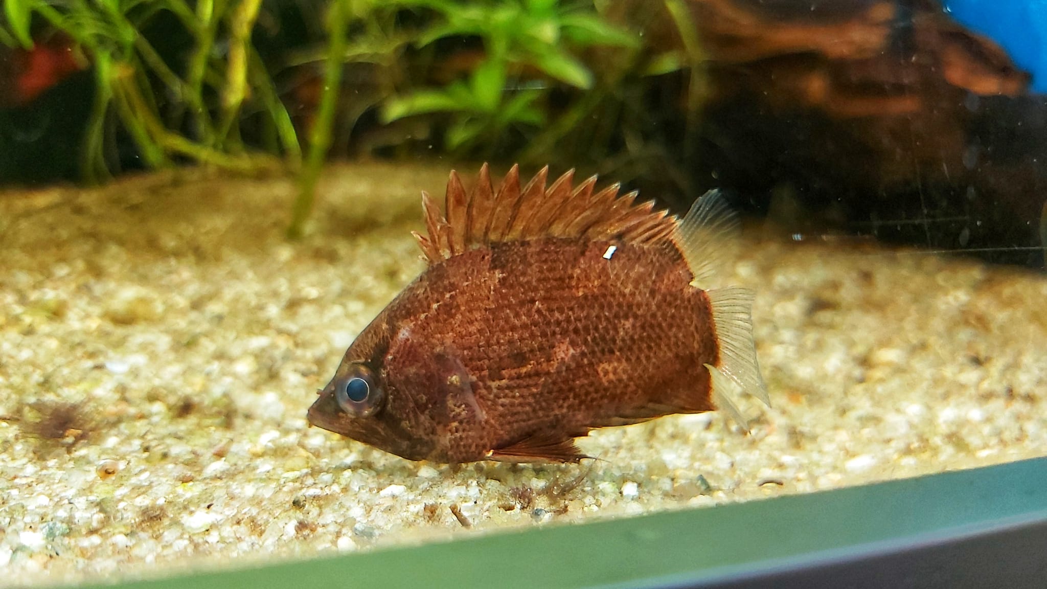 afrikanischer Vielstachler - lat. Polycentropsis abbreviata