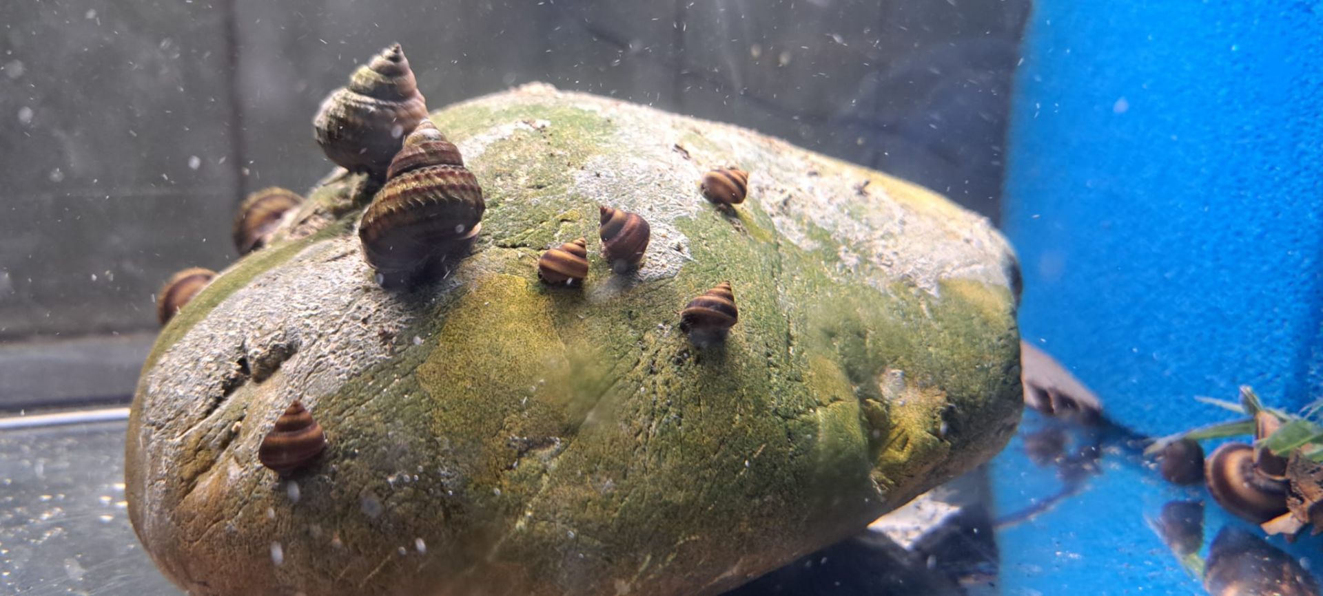 Spirulinasteine - Zusätzliche Fütterung von schwachen Rennschnecken