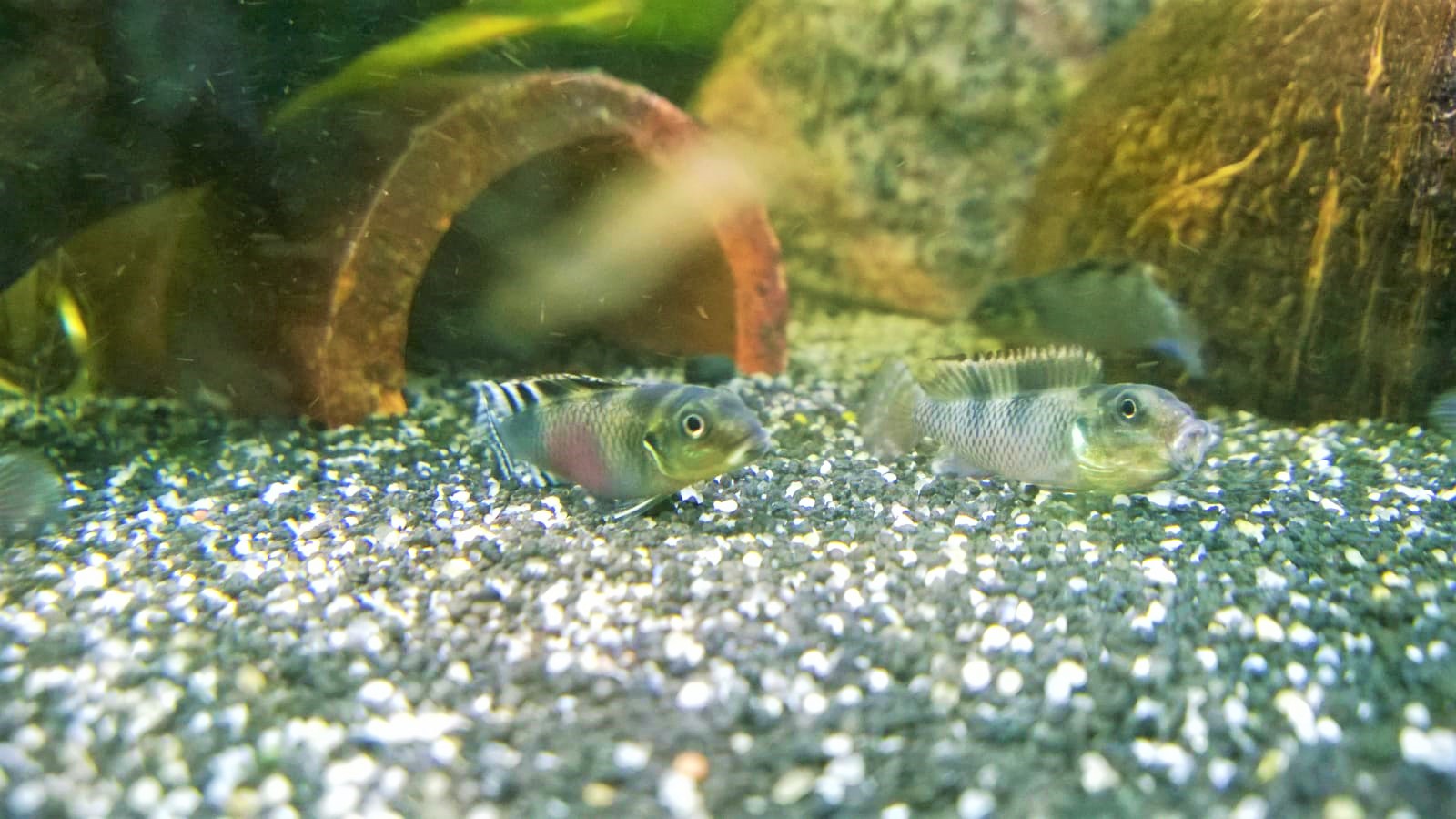 Transvestiten Zwergbuntbarsch - lat. Nanochromis transvestitus Transvestiten Zwergbuntbarsch - lat. Nanochromis transvestitus