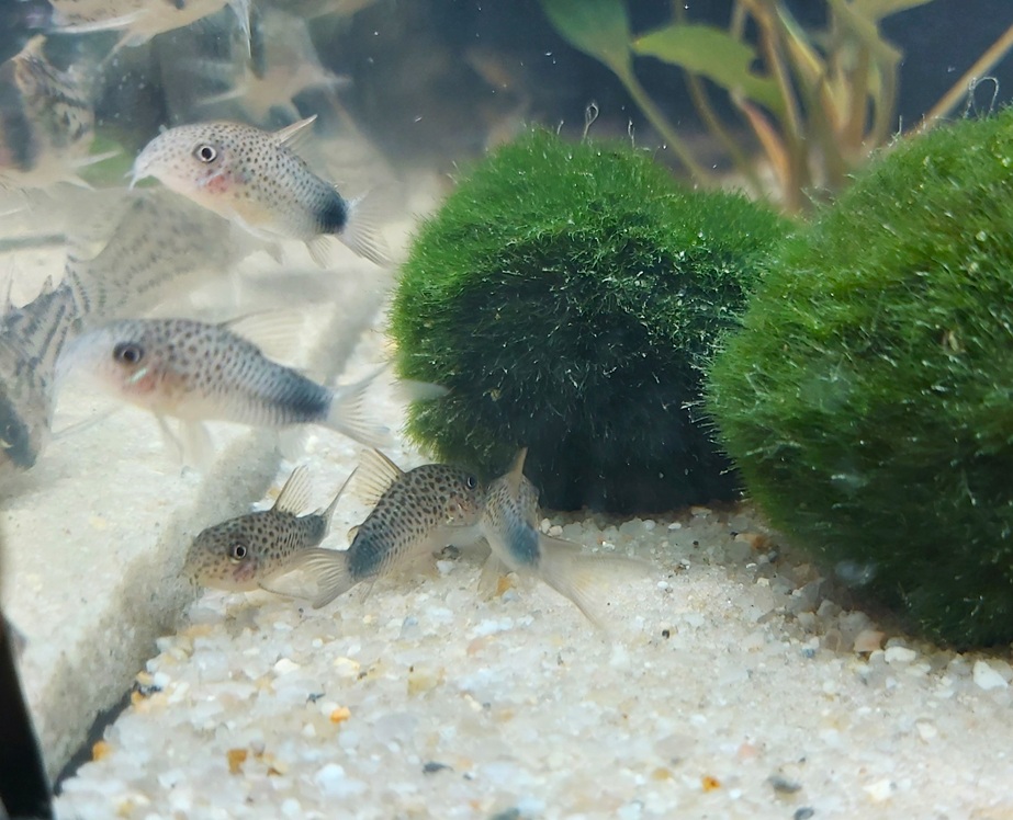 Corydoras Similis Panzerwels in Schreckfärbung nach dem einsetzen