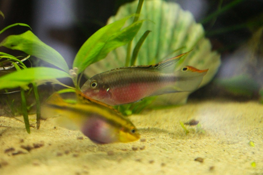 Purpurprachtbarsch - lat. Pelvicachromis pulcher
