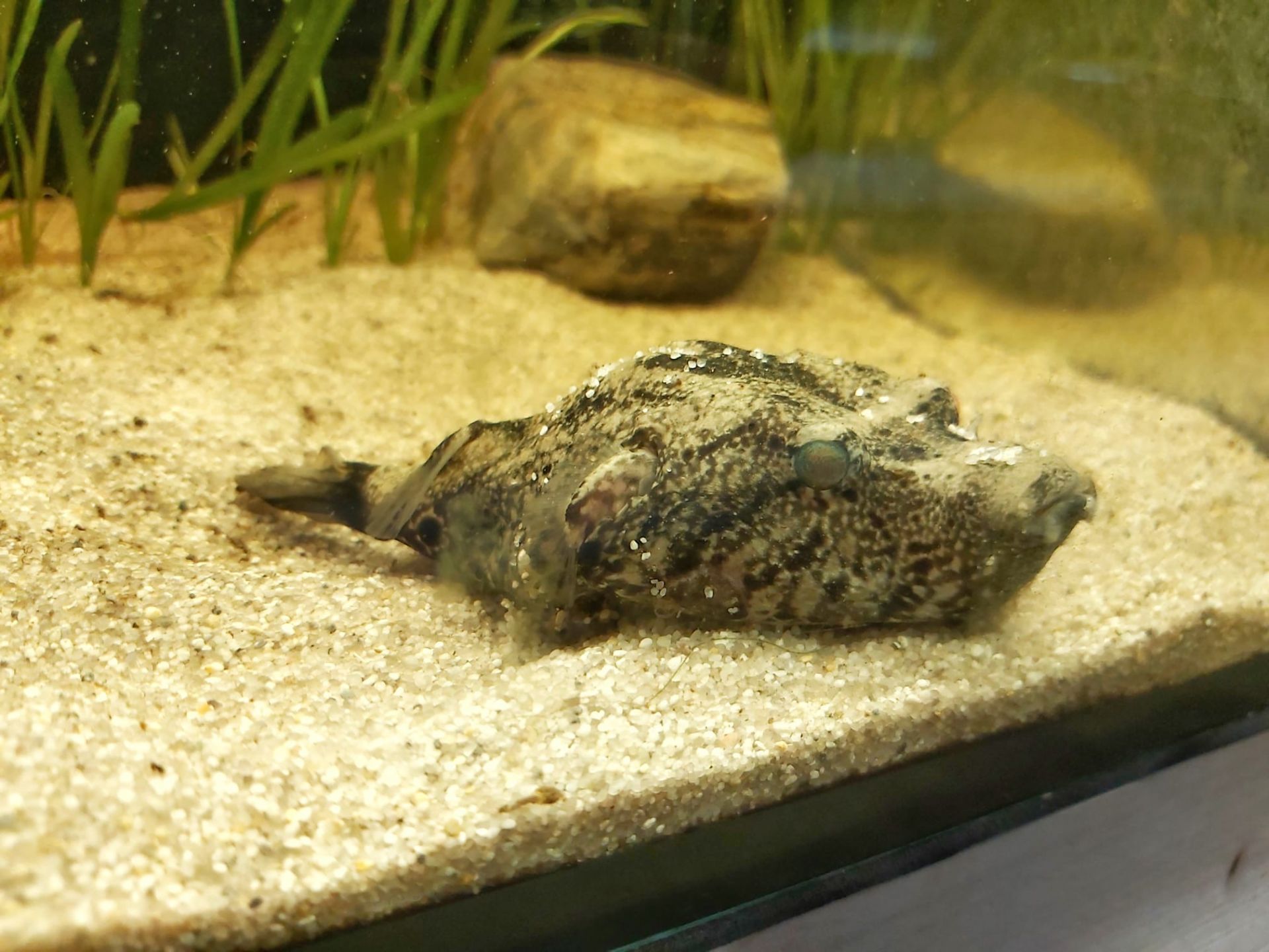 Bodengrund im Aquarium - Was musst du beachten? Bodengrund im Aquarium - Was musst du beachten?
