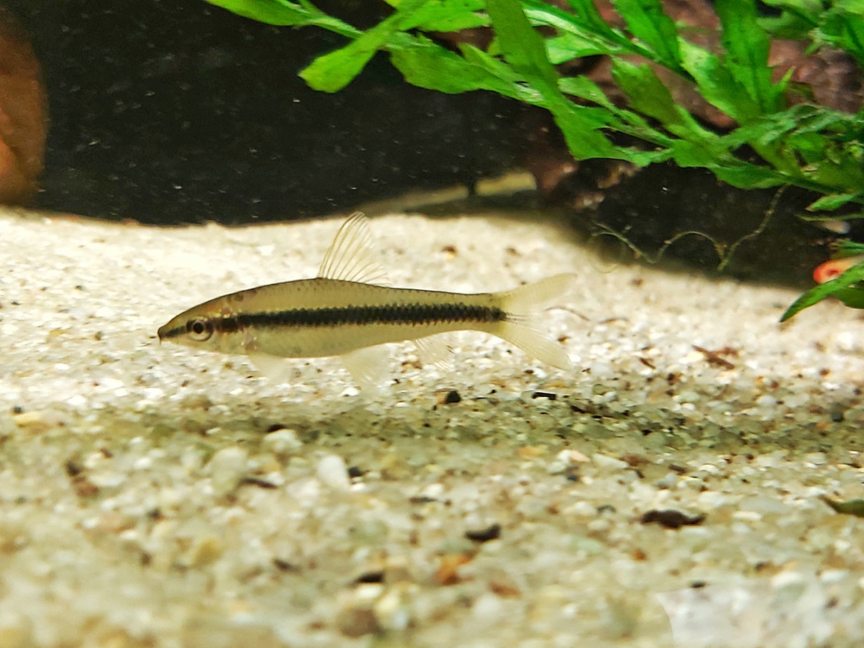 Siamesische Rüsselbarbe - lat. Crossocheilus siamensis Siamesische Rüsselbarbe - lat. Crossocheilus siamensis