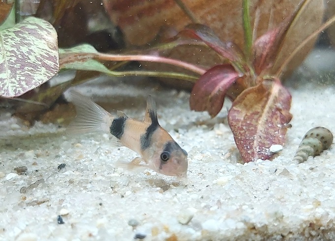 Weitzmanis Panzerwels - lat. Corydoras weitzmani