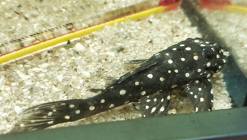 L201 - Orinoco-Engelsharnischwels - lat. Hypancistrus sp.
