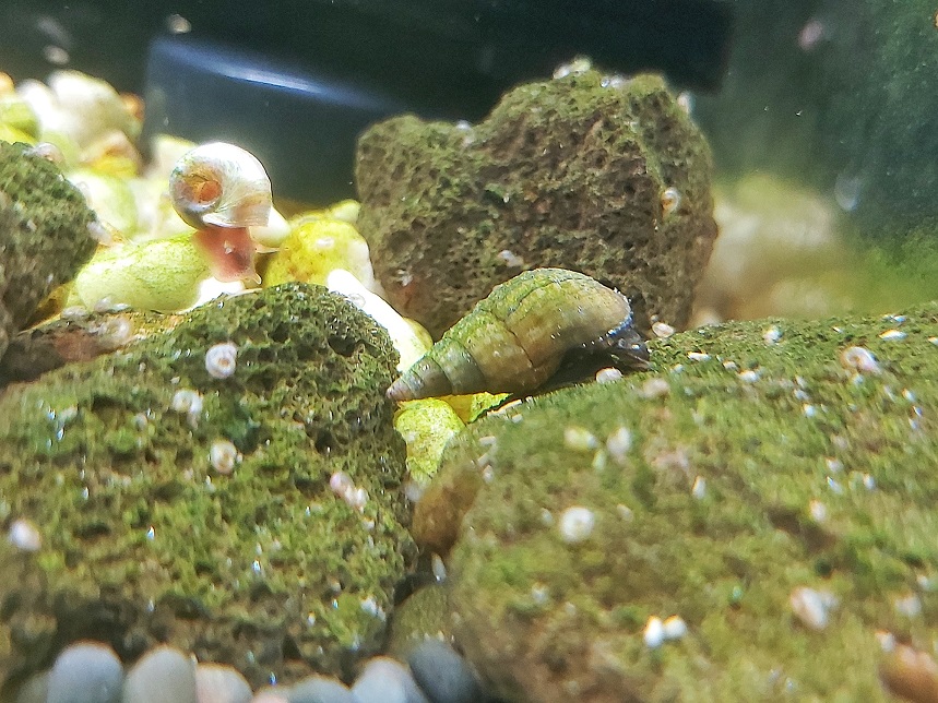 Spiky Turmdeckelschnecke - lat. Tarebia lineata