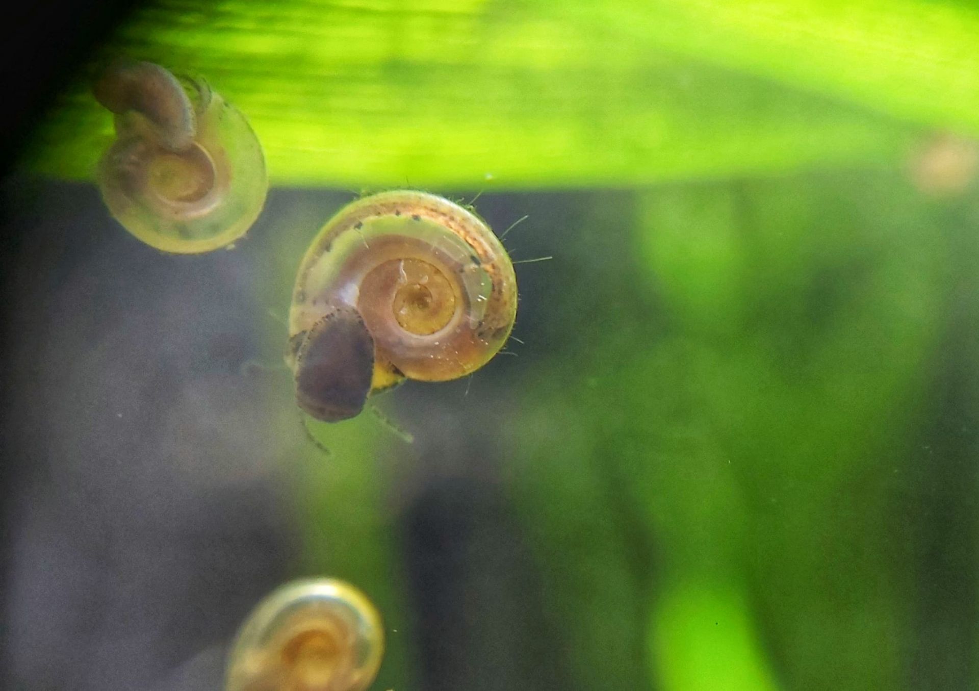 Kleine Tellerschnecke im Aquarium - Was tun?