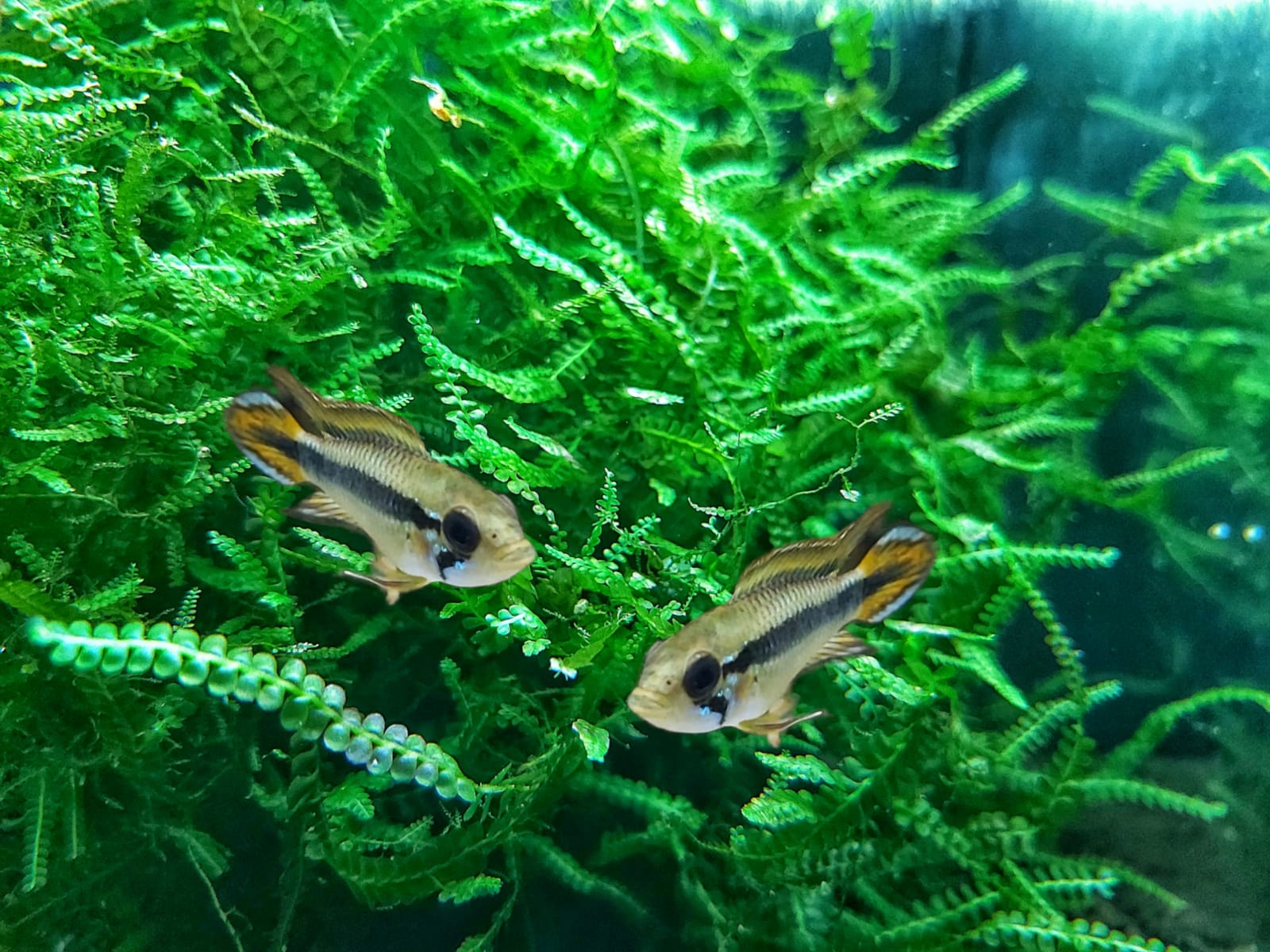 Apistogramma agassizii Rio Tefe