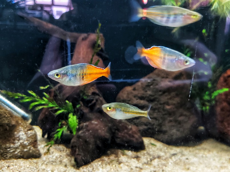 Boesemans Regenbogenfisch - lat. Melanotaenia boesemani
