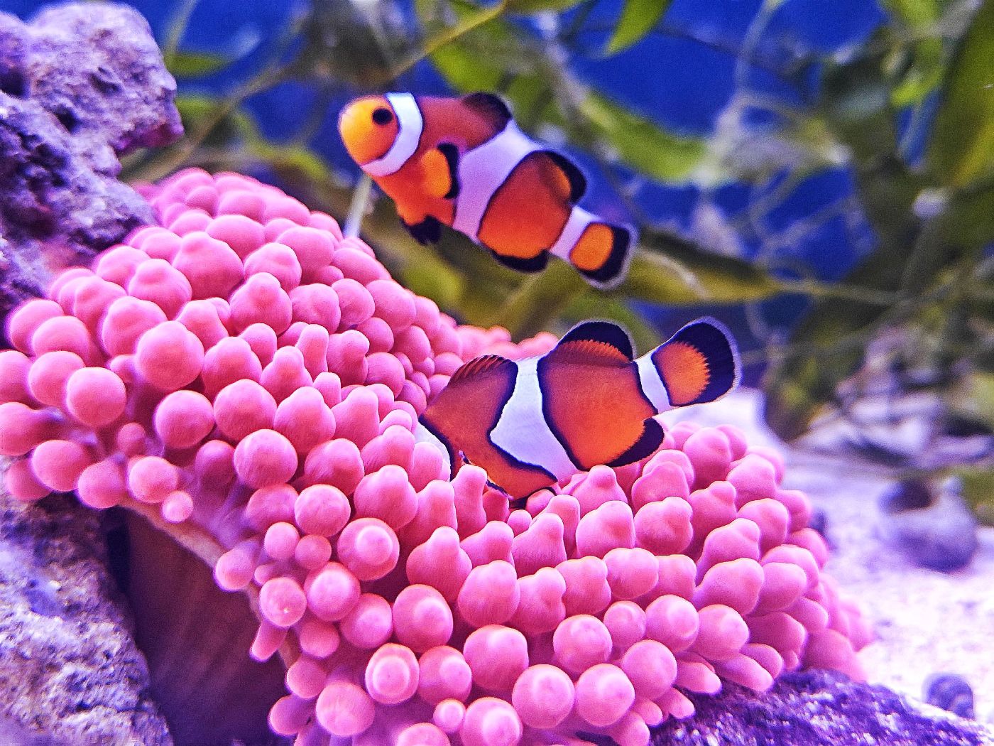 Falscher Clownfisch - lat. Amphiprion ocellaris