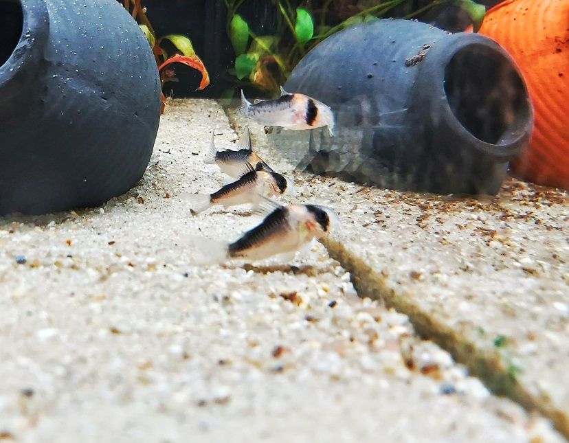 adolfos Panzerwels - lat. Corydoras adolfoi 