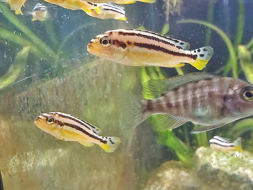 Türkies Goldbarsch - lat. Melanochromis auratus