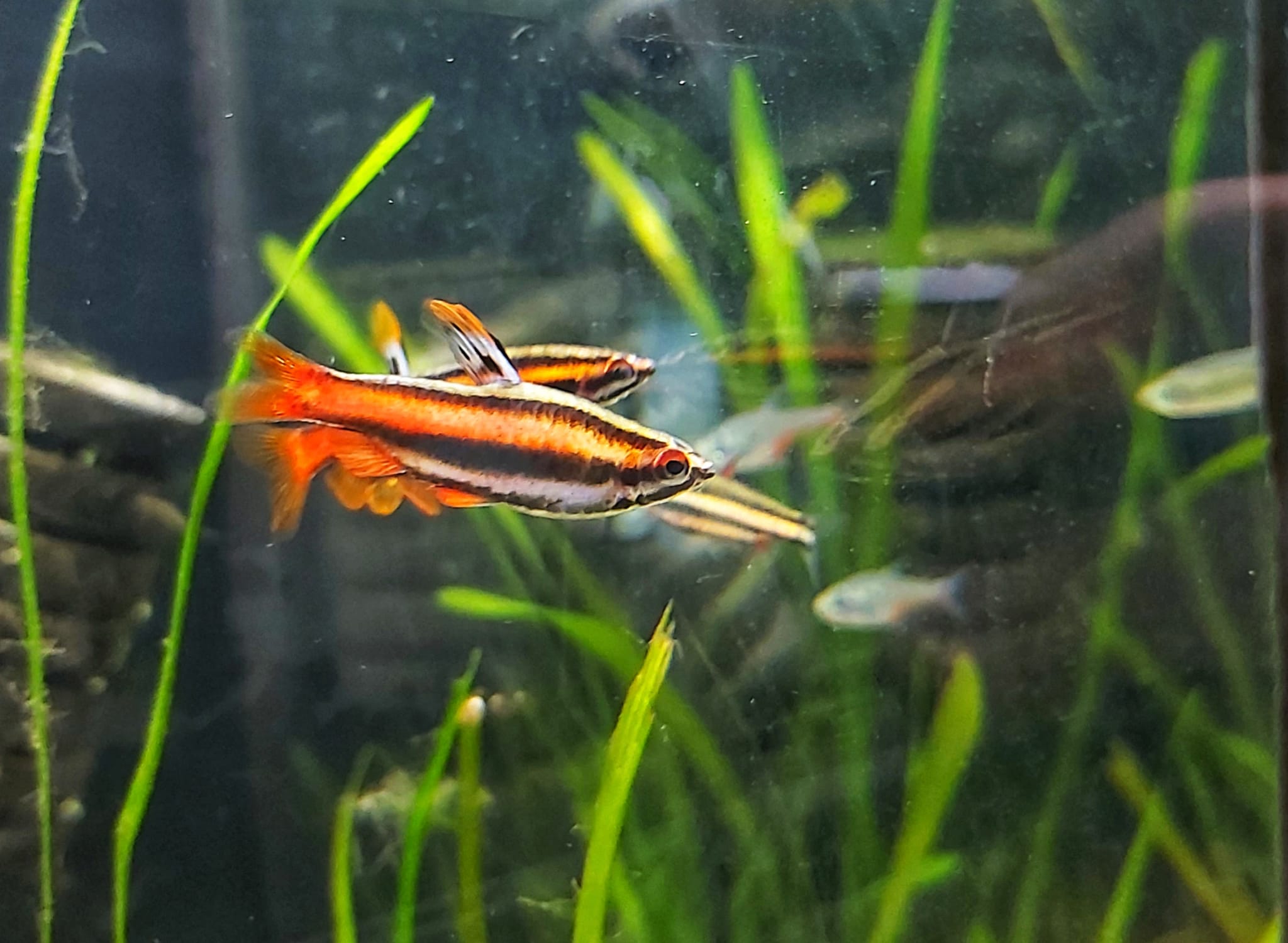 Purpurziersalmler - lat. Nannostomus mortenthaleri 