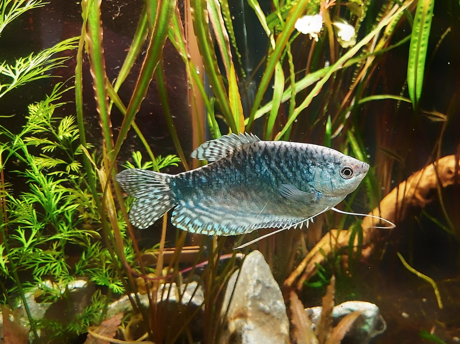 Fadenfisch -  lat. Trichogaster trichopterus