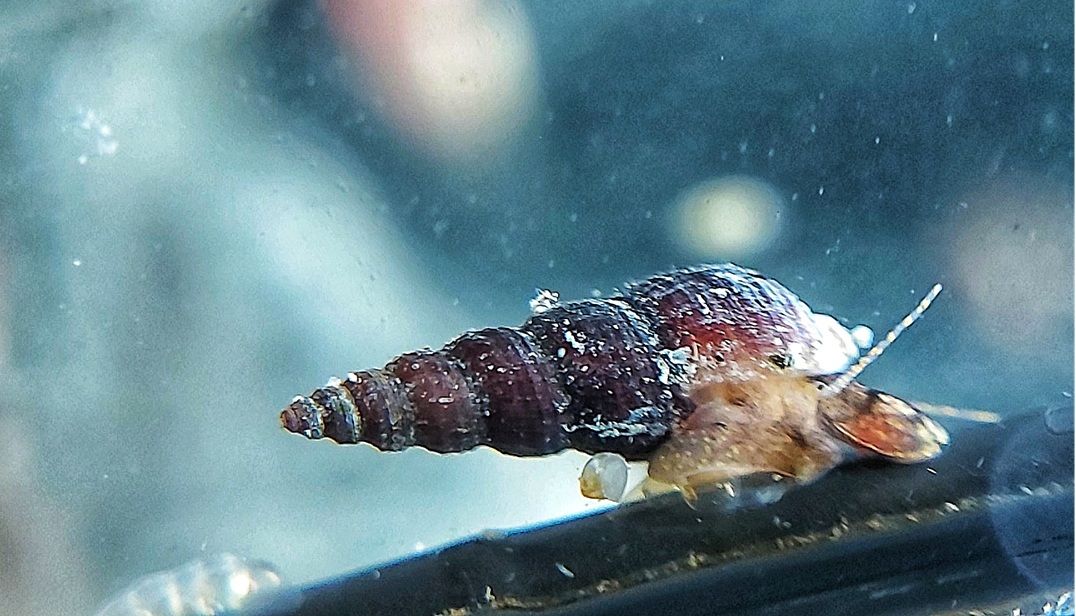 Schwarze Turmdeckelschnecke - Melanoides maculata Schwarze Turmdeckelschnecke - Melanoides maculata