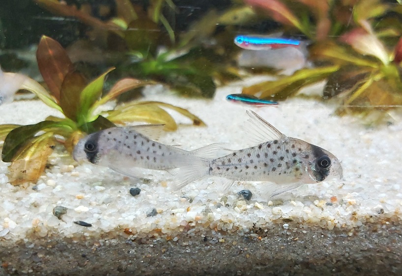 Flecken Panzerwels - lat. Corydoras atropersonatus