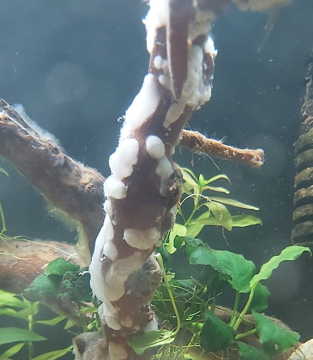 Bakterienrasen an Aquariumholz