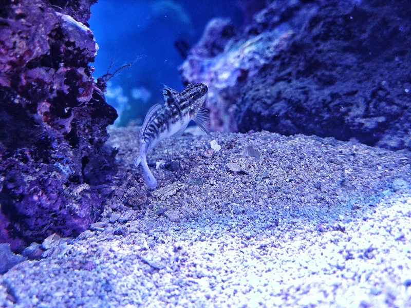 Bagger Grundel - lat. Amblygobius phalaena