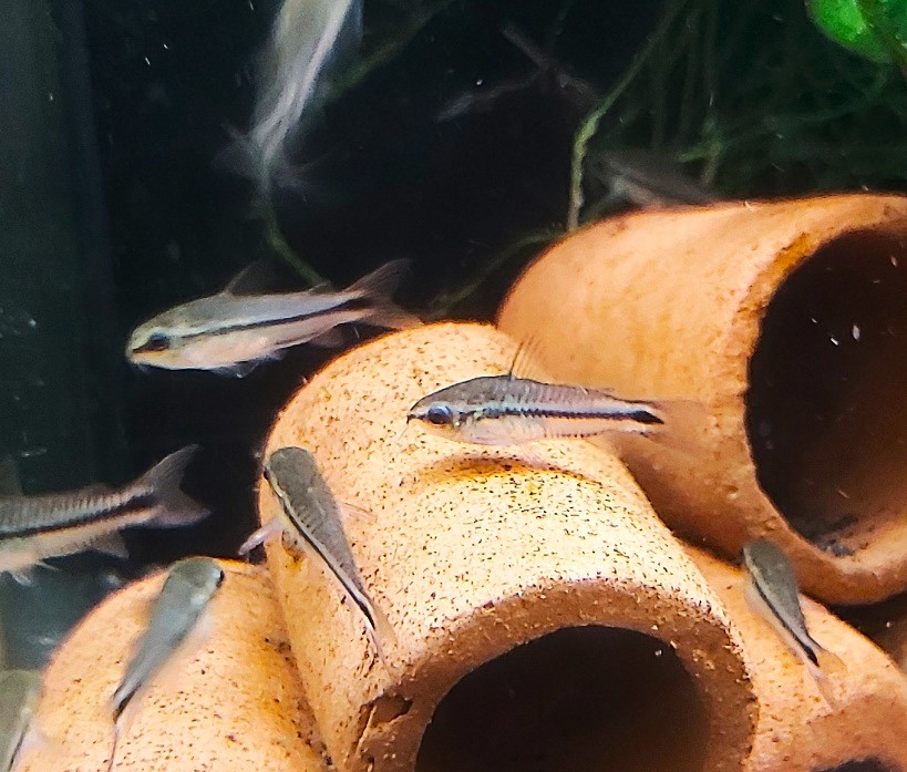 Zwergpanzerwels - lat. Corydoras pygmaeus