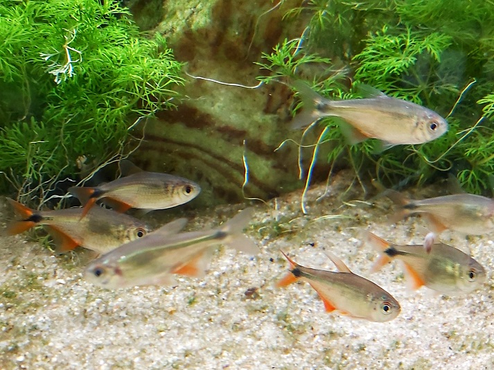  Rautenflecksalmler - lat. Hyphessobrycon anistsi