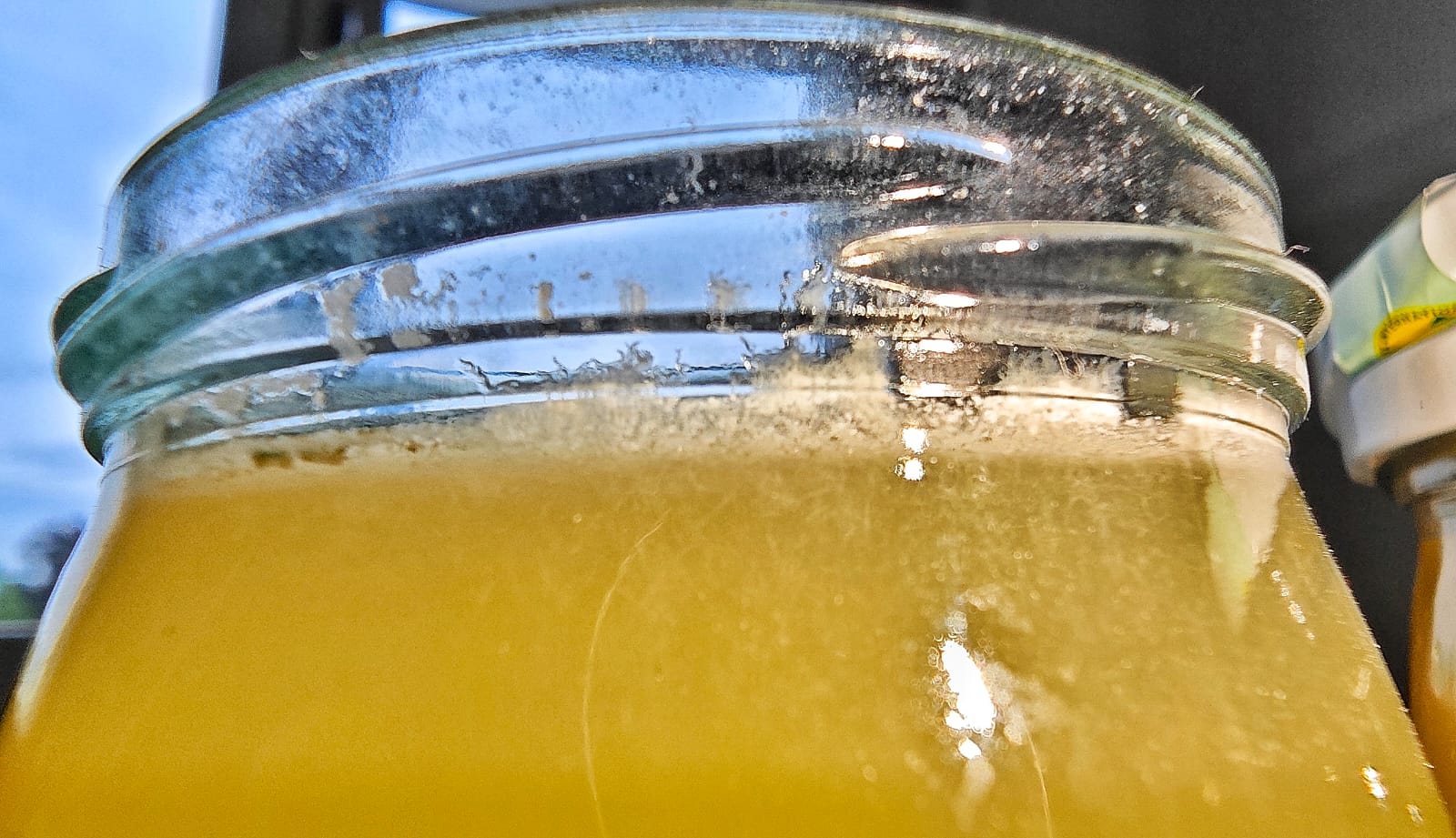 Essigälchen züchten - Turbatrix aceti als Aufzuchtfutter Essigälchen züchten - Turbatrix aceti als Aufzuchtfutter