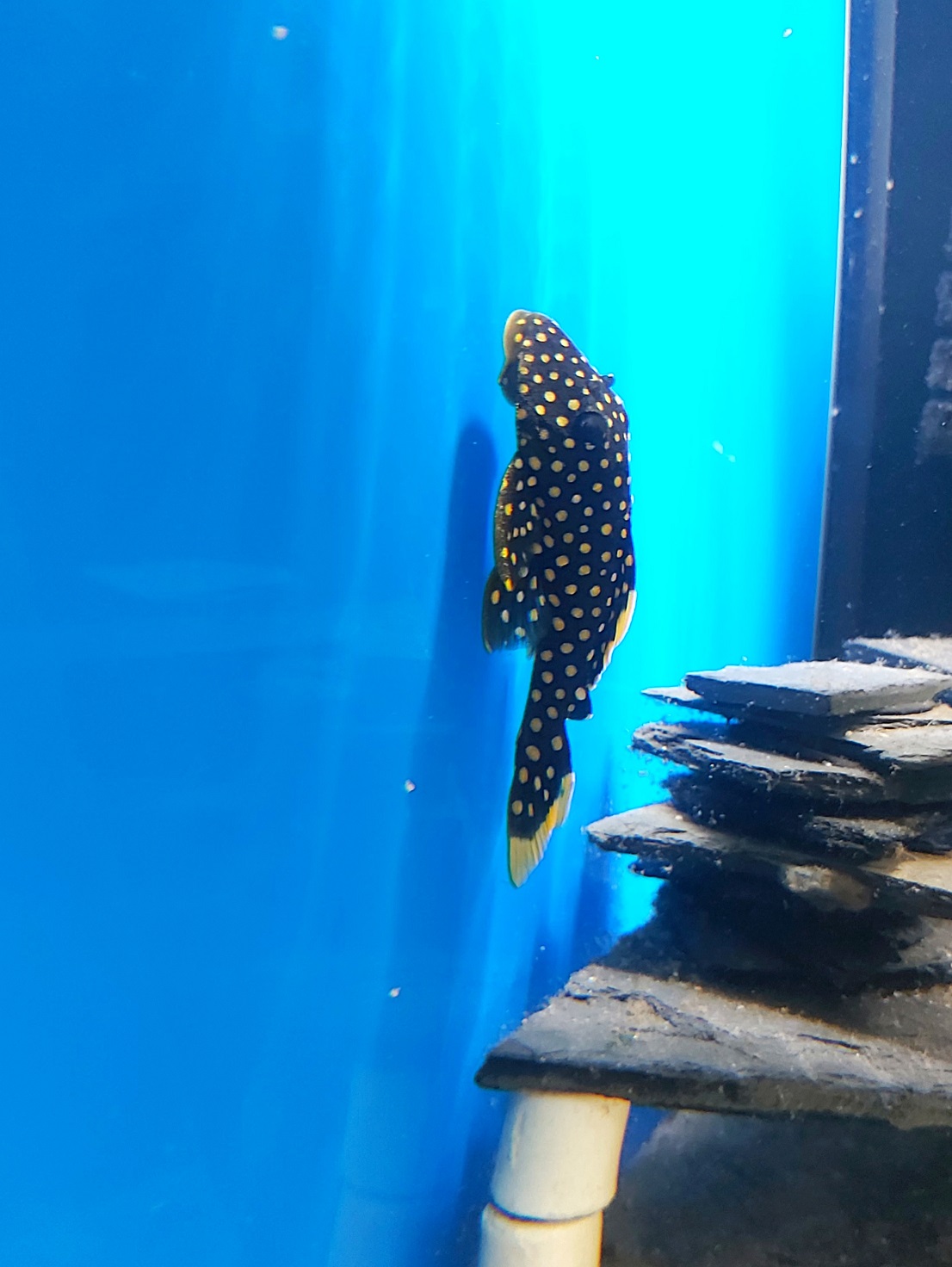 L18 - Golden-Nugget-Wels - lat. Baryancistrus xanthellus