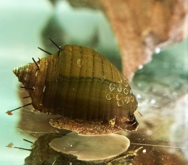  Haarige Turmdeckelschnecke - lat. Thiara cancellata