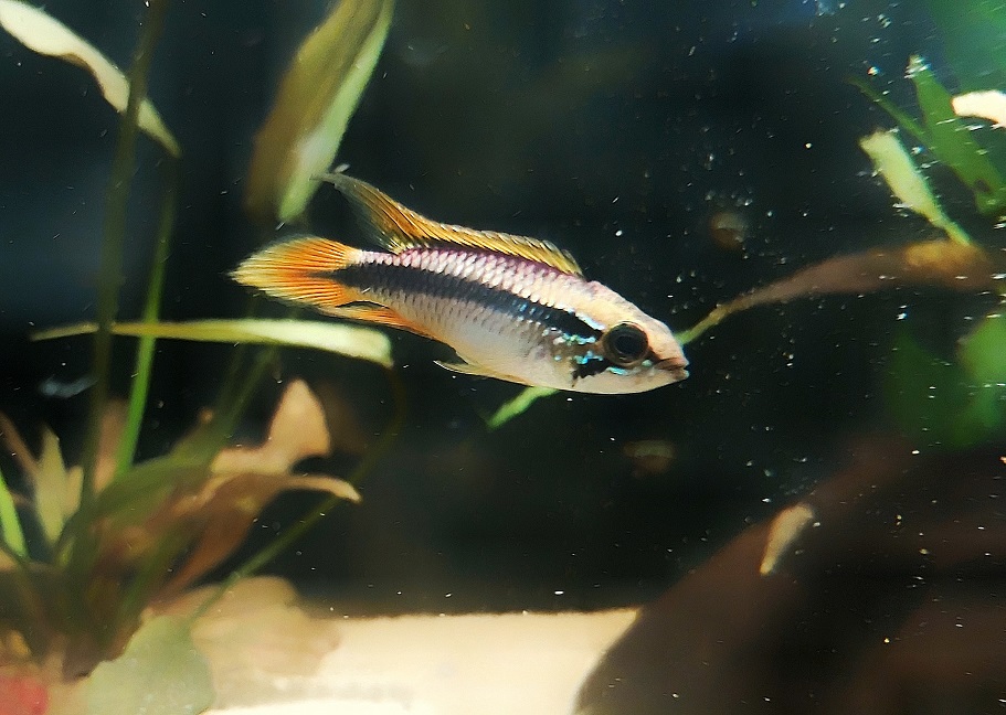 Agassiz Zwergbuntbarsch - lat. Apistogramma agassizii 