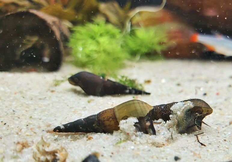 Langnasen Schnecke -  lat. Stenomelania torulosa