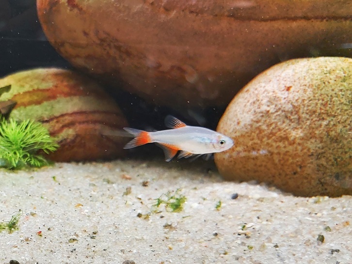 Rotflossensalmler - lat. Aphyocharax anisitsi