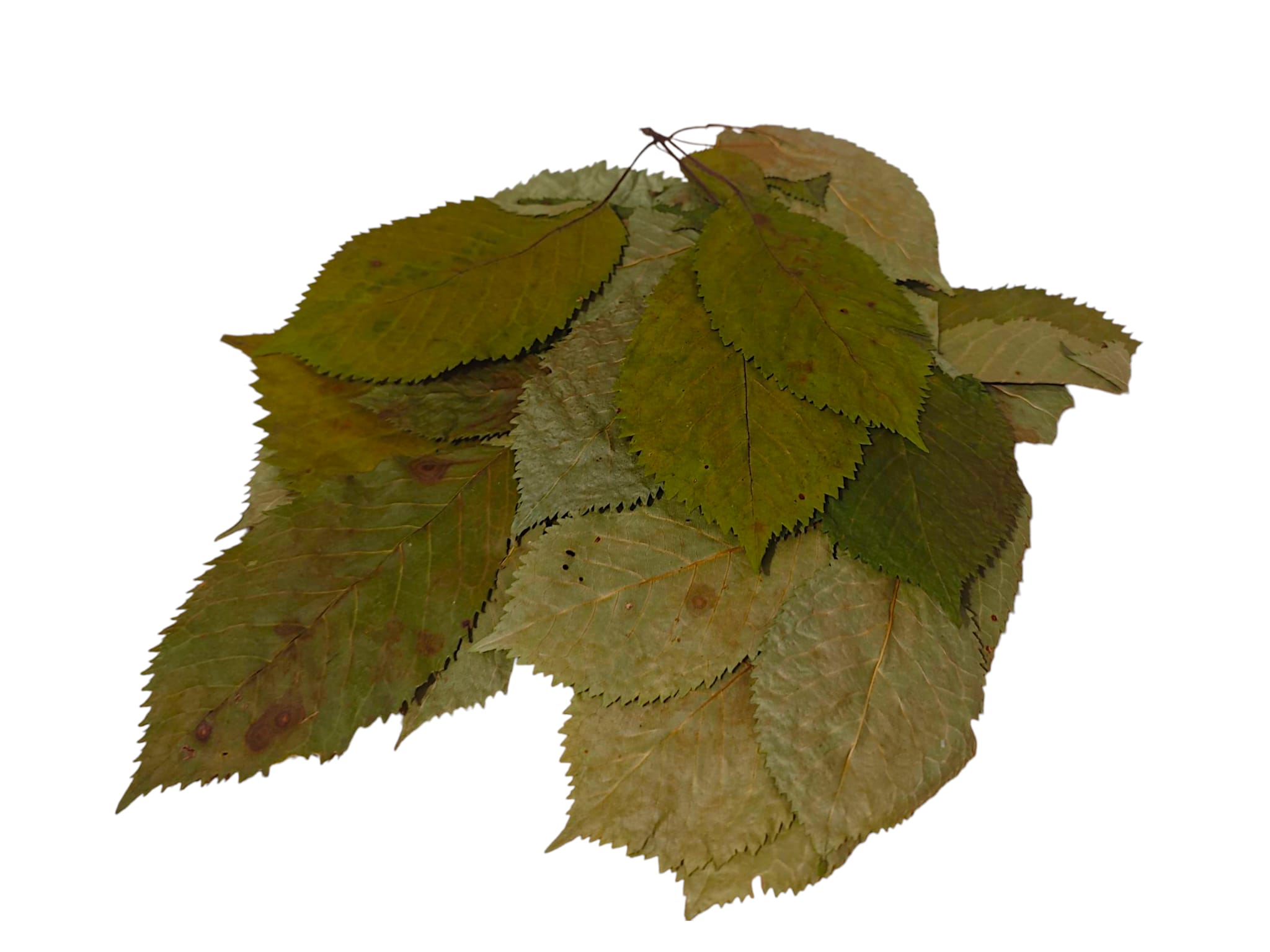 Kirsche Sommerlaub - schleimhautschonend & faserreich