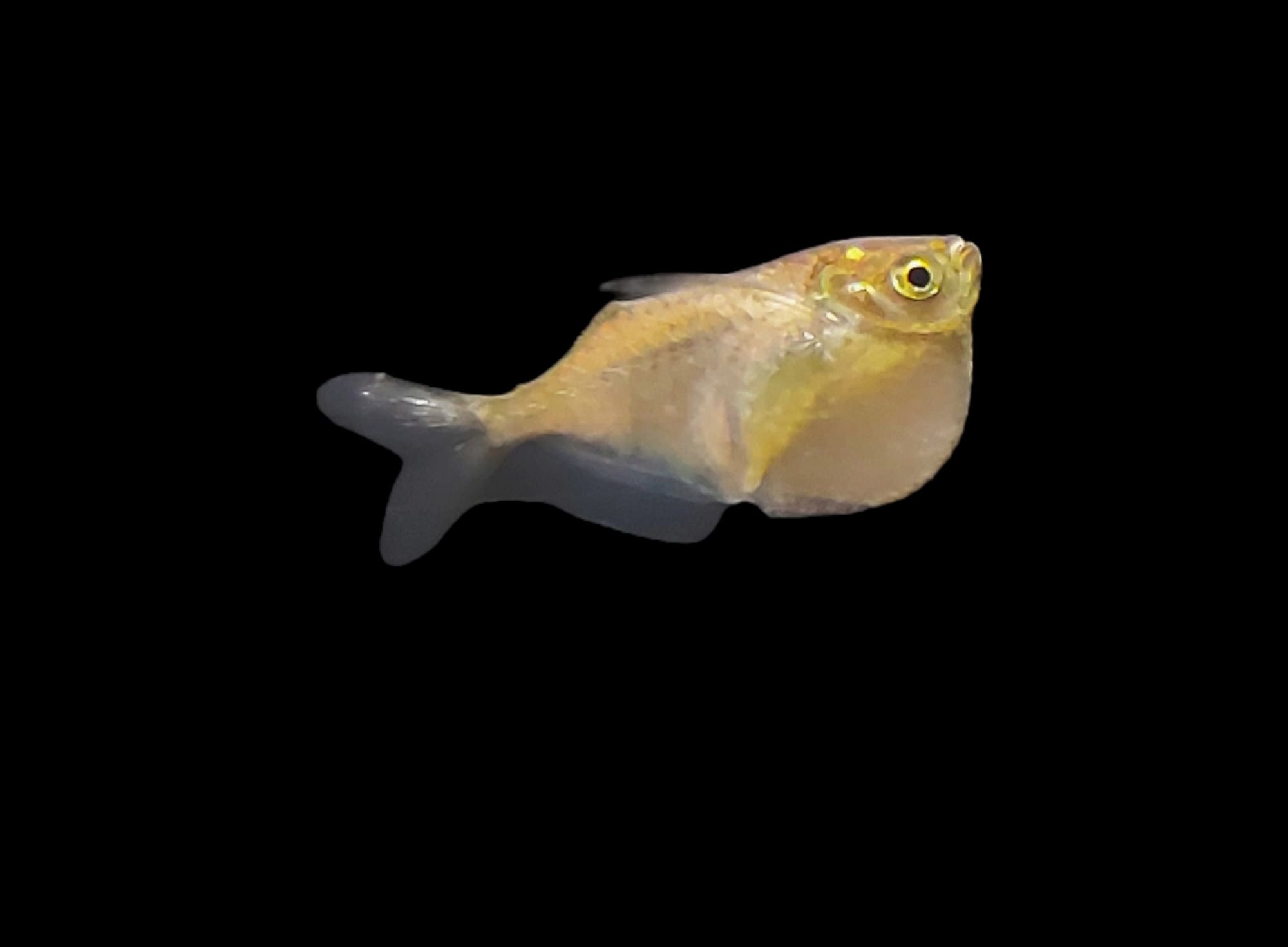 Diskusbeilbauchfisch - lat. Thoracocharax stellatus
