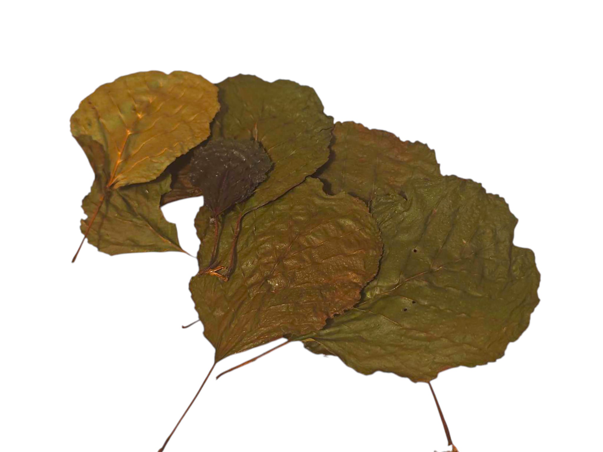 Erle Sommerlaub - adstringierend & gerbstoffhaltig