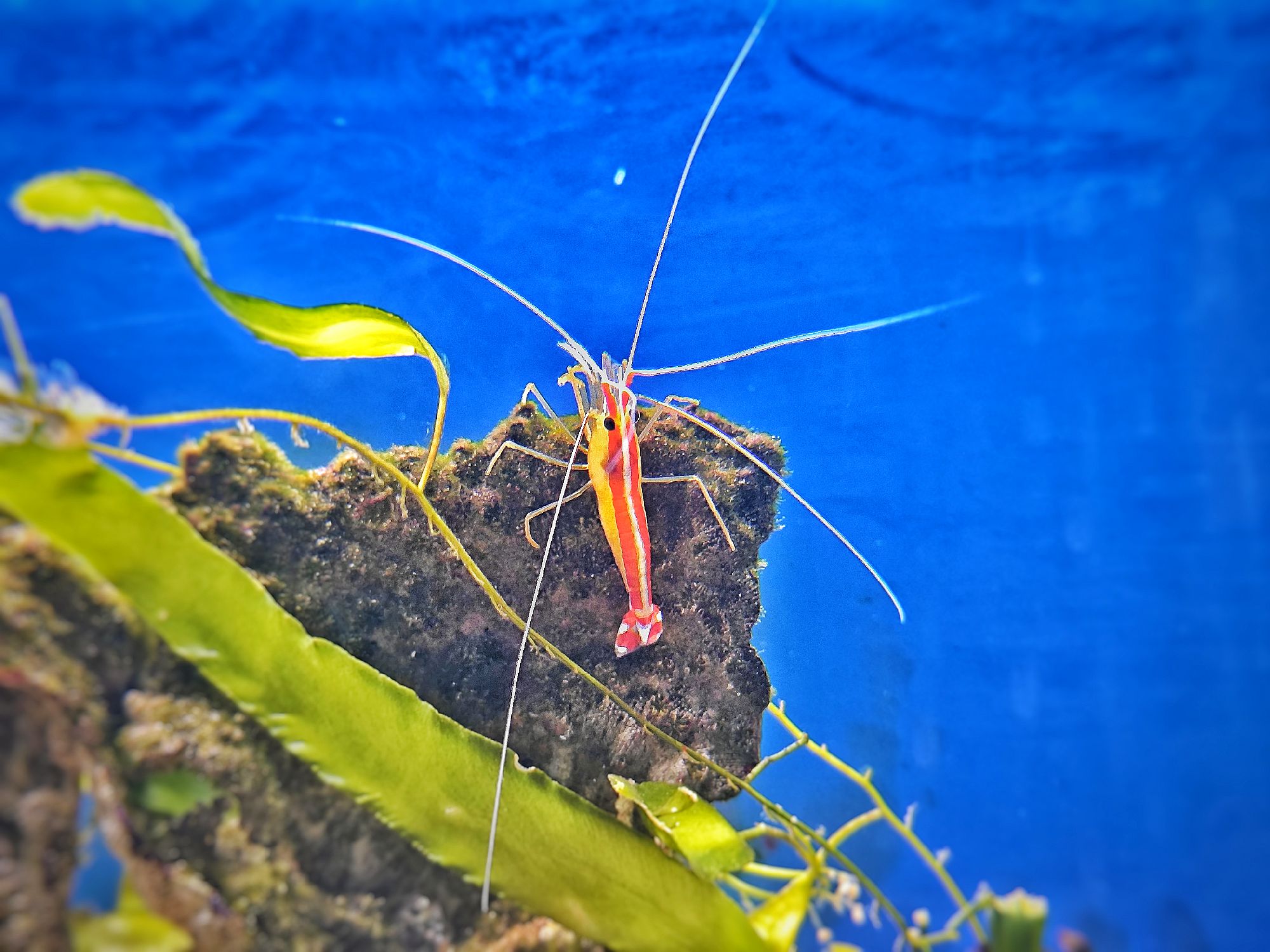 Weißbandputzergarnele - lat. Lysmata amboinensis