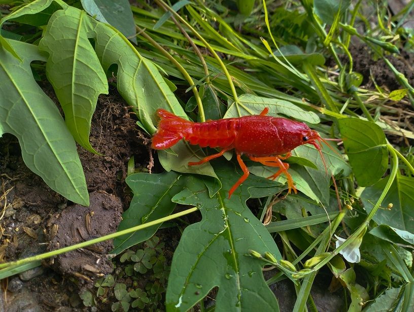 roter amerikanischer Sumpfkrebs - lat. Procambus clarkii roter amerikanischer Sumpfkrebs - lat. Procambus clarkii